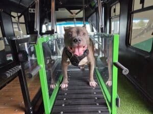 Brindle pitbull sprinting on treadmill with a joyful expression inside the Dawg Trax bus (Brindle pitbull sprinting on slatmill treadmill)