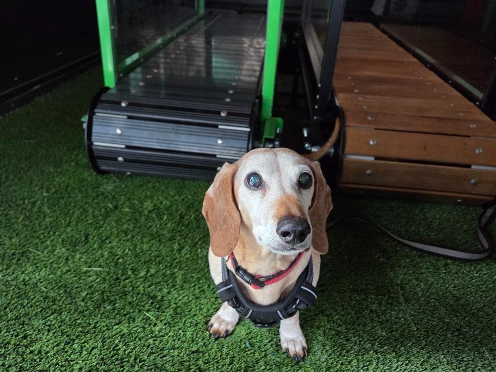 Small brown and white dachshund sitting on artificial turf beside treadmill (Dachshund sitting in mobile dog gym)