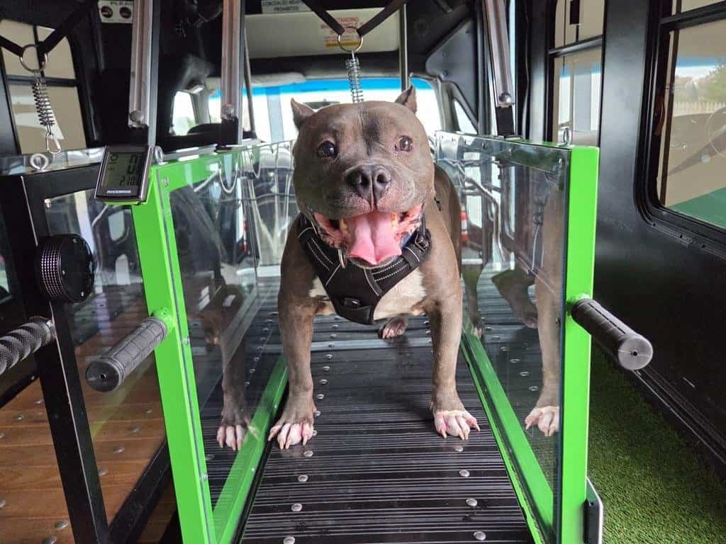 Brown brindle pitbull running on treadmill inside Dawg Trax bus, tongue out (Brindle pitbull on slatmill treadmill)