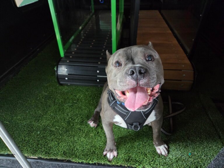 Gray pitbull smiling brightly inside the Dawg Trax bus, sitting in front of a slatmill treadmill (Gray pitbull smiling in mobile dog gym)