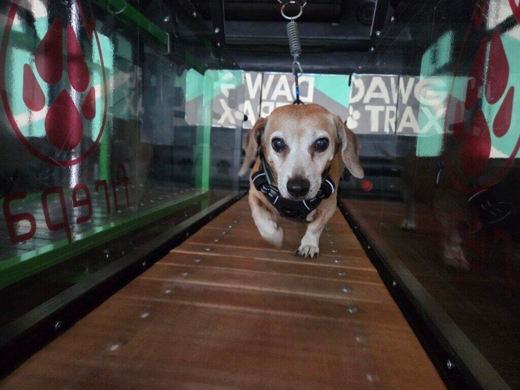 Small brown and white dachshund sitting on artificial turf beside treadmill (Dachshund sitting in mobile dog gym)