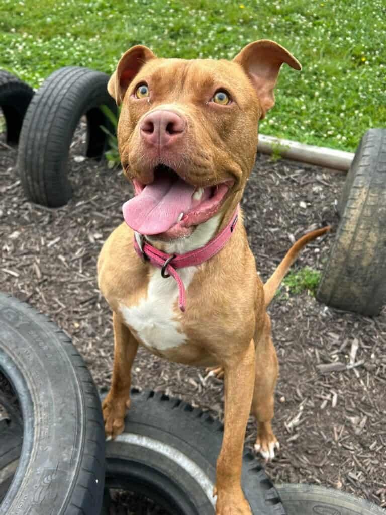 Happy brown pitbull with a pink collar sitting next to a large tire outdoors