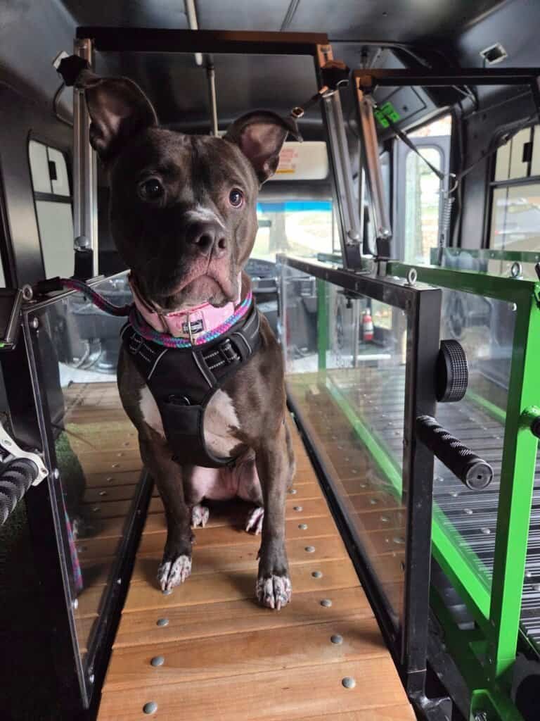lack and white dog standing alert on treadmill inside Dawg Trax mobile gym