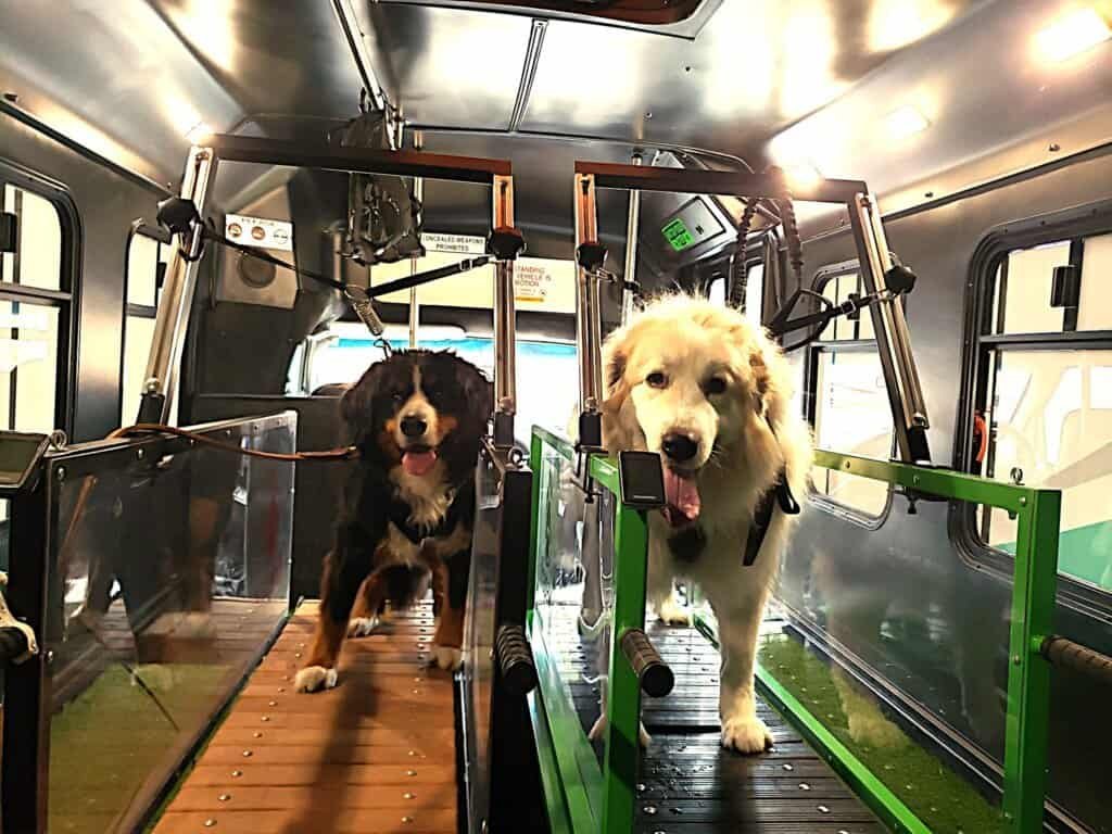 Two dogs walking calmly on side-by-side treadmills inside Dawg Trax, a mobile indoor dog gym designed for structured exercise and enrichment.