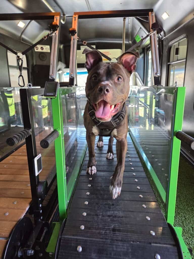 Brindle pitbull sprinting on treadmill with a joyful expression inside the Dawg Trax bus (Brindle pitbull sprinting on slatmill treadmill)