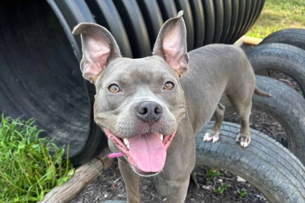 Gray and tan pitbull smiling on a tire obstacle course
