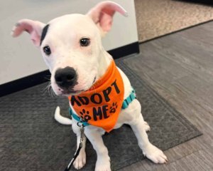 Adoptable small white Chihuahua mix wearing an orange “Adopt Me” bandana, sitting indoors and looking up with alert ears.